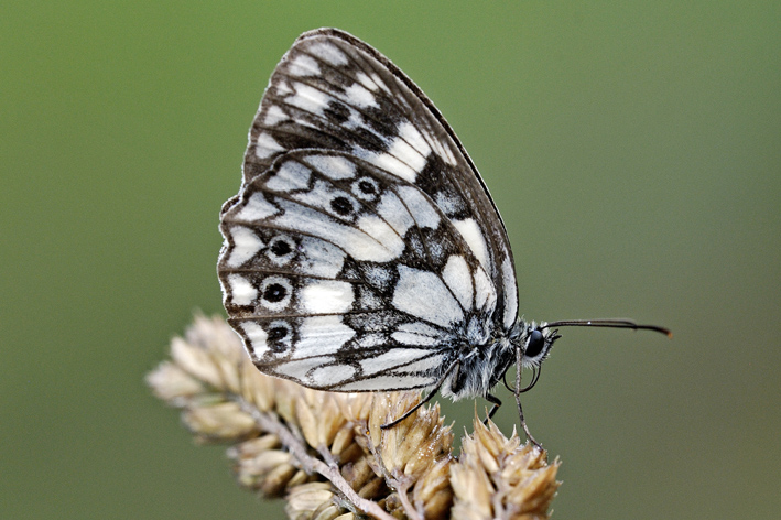 Melanargia galathea